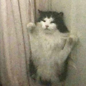 Meet your Posher, William